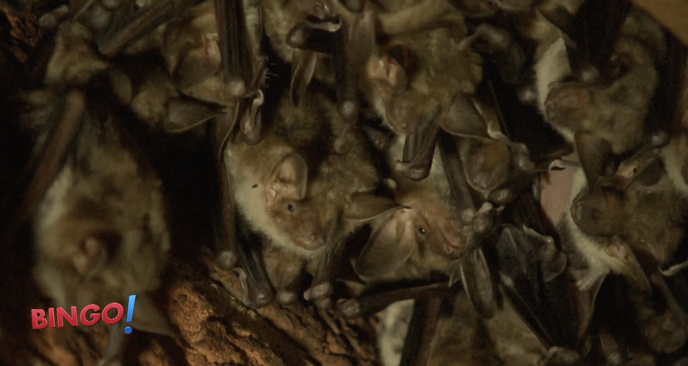 Startbild_Fledermausviedo