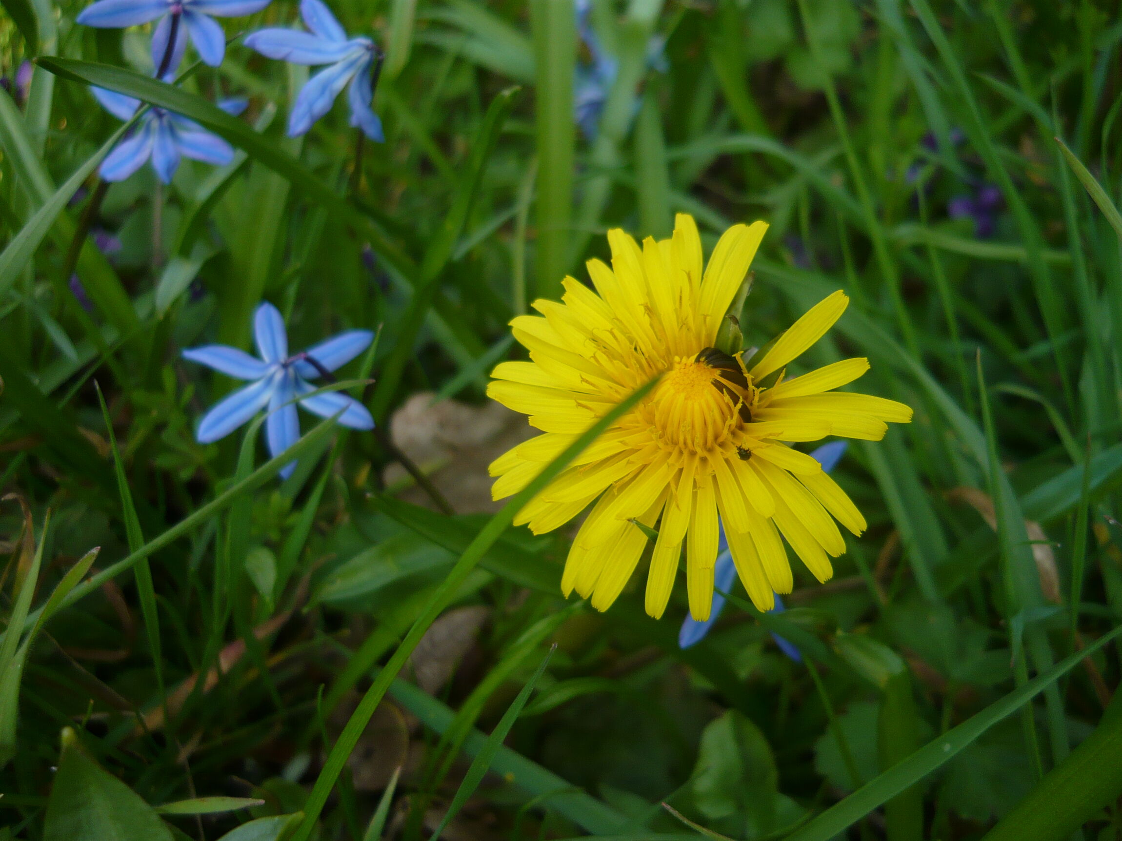 Scilla und Löwenzahn