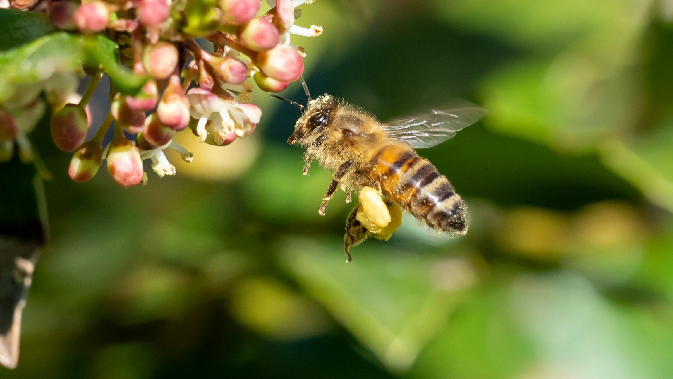 Biene und Blüte