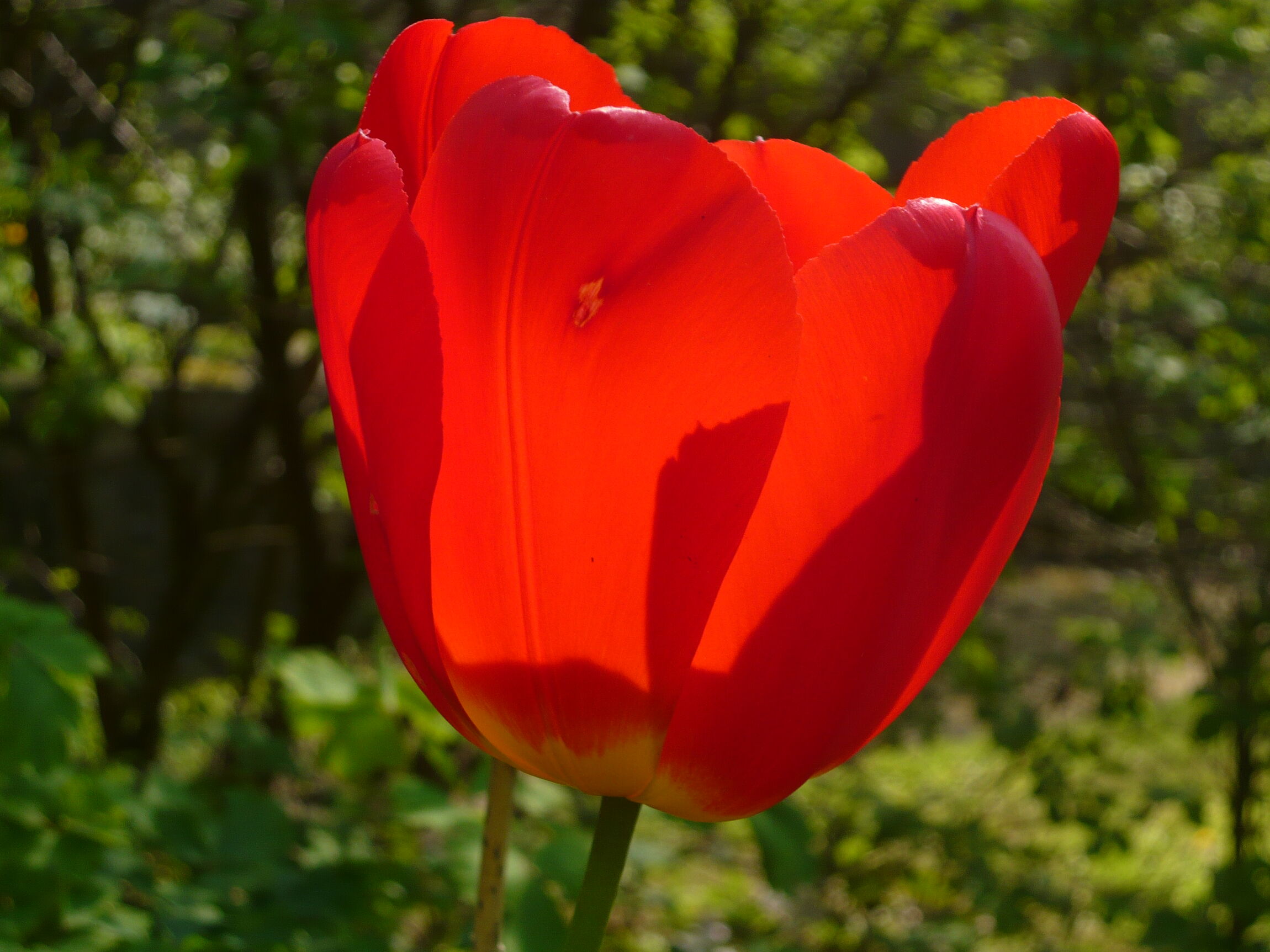 Tulpe