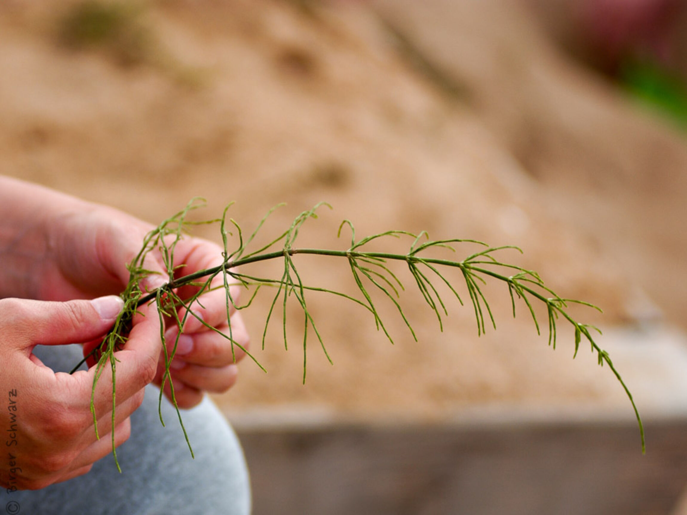 Ferienmachen muss man lernen 