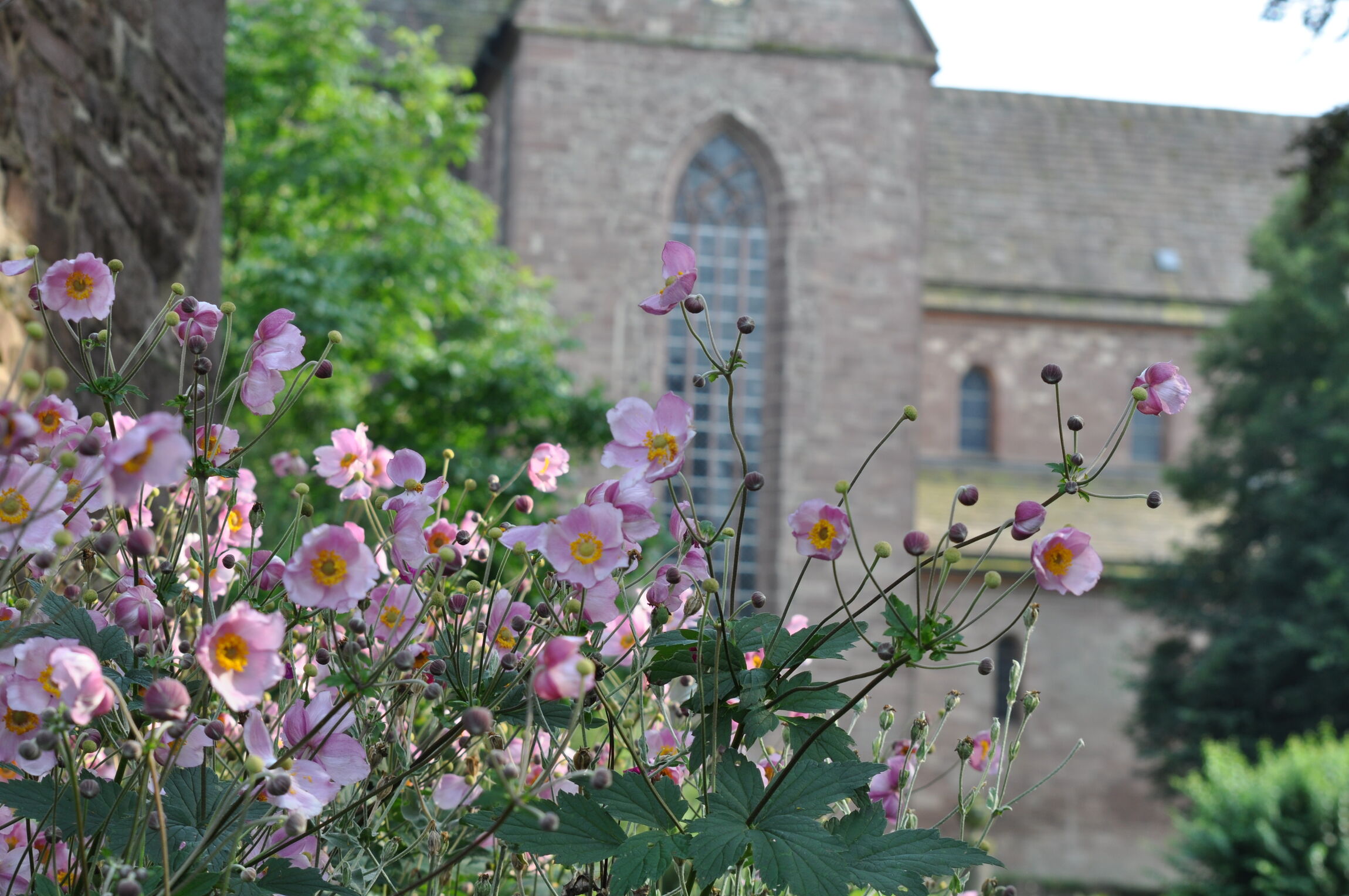 Ein Blütenmeer umgibt im Frühjahr und Sommer das Kloster Amelungsborn.