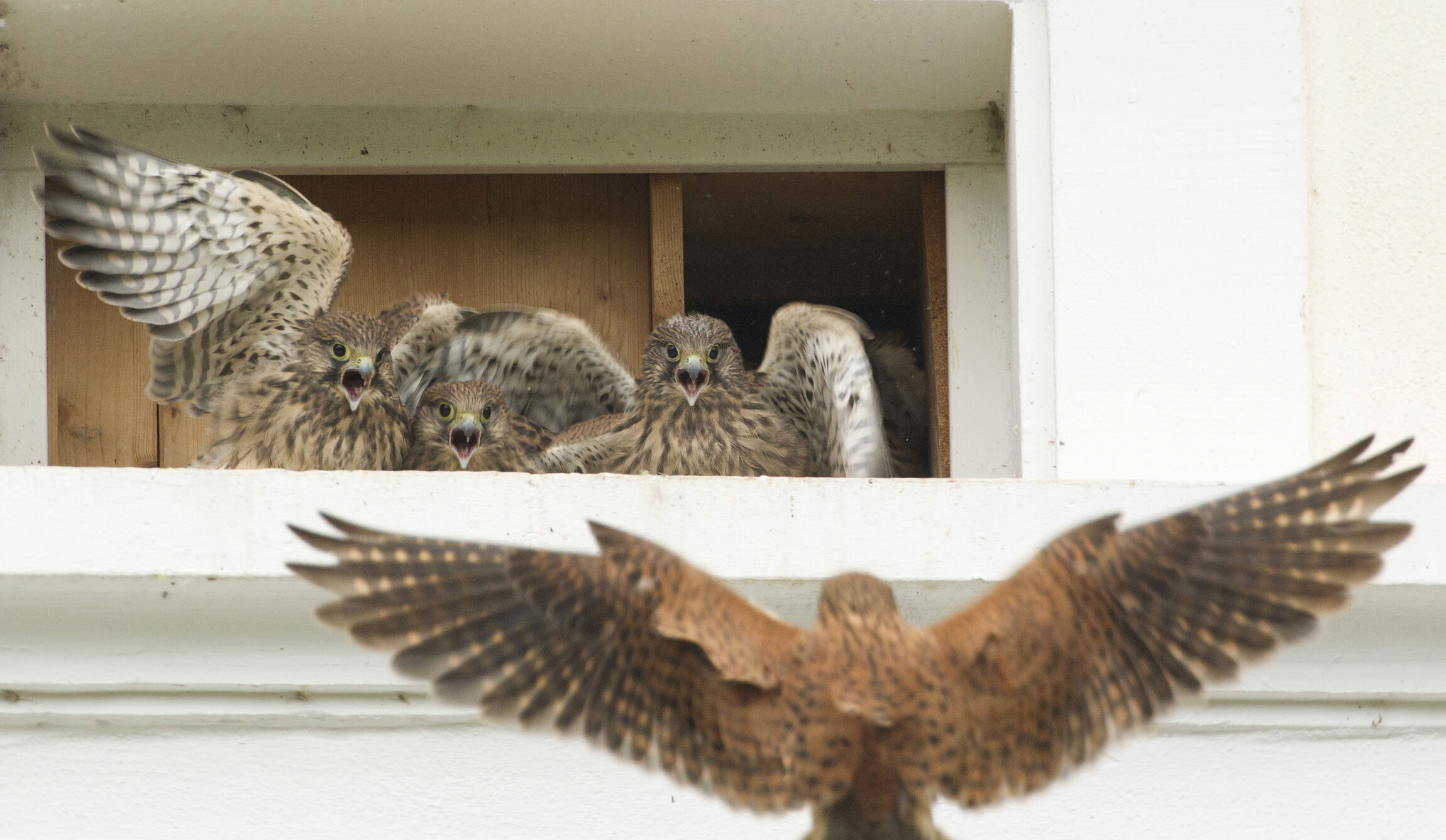 Turmfalke im Anflug