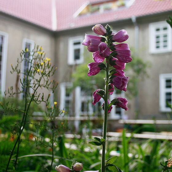 friedenskirche_aussen_05