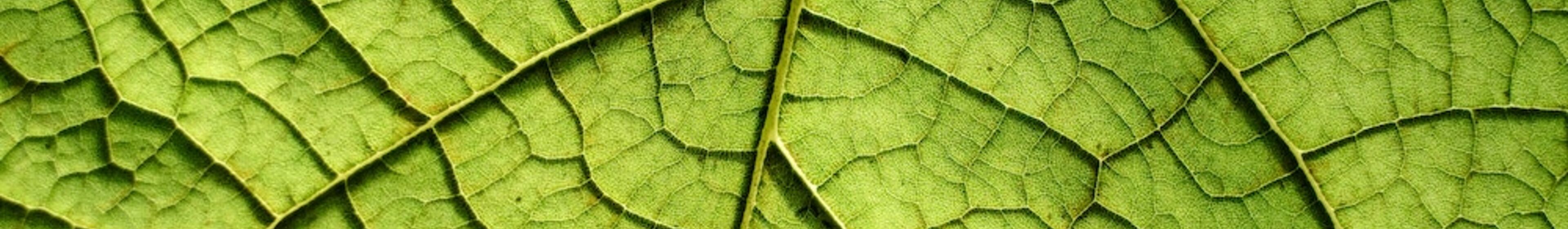 Foto: samuelceller / unsplash.com