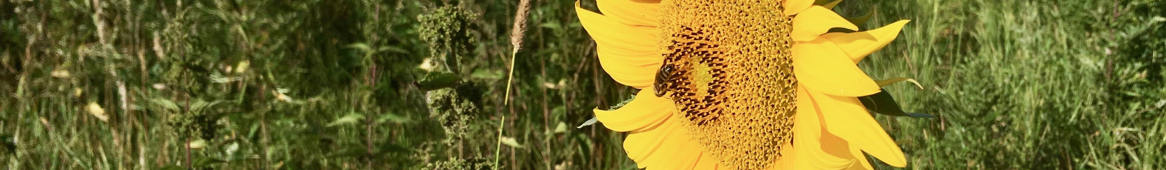 Sonnenblume und Biene