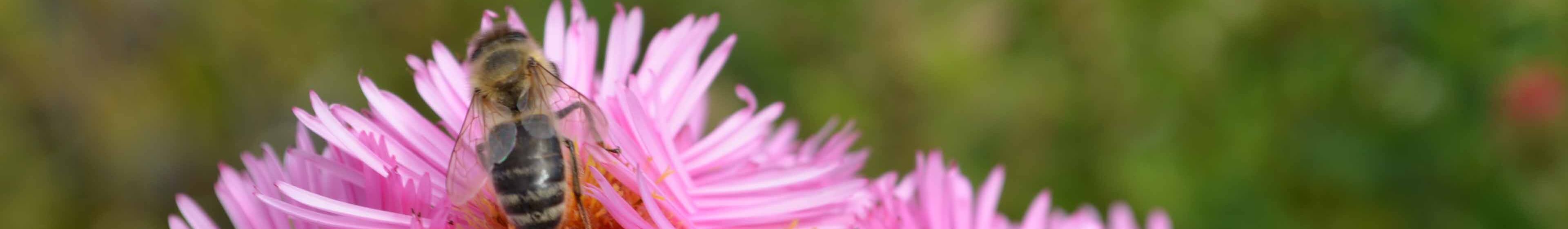 Header_Blume_Biene_1