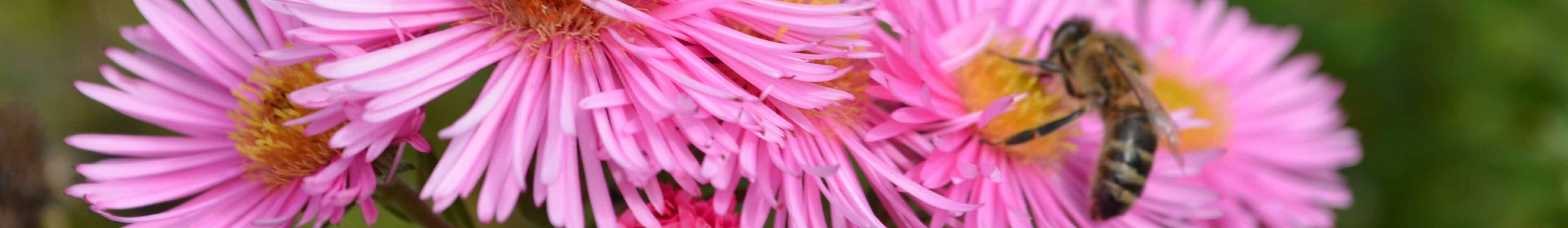 Header_Blume_Biene_2