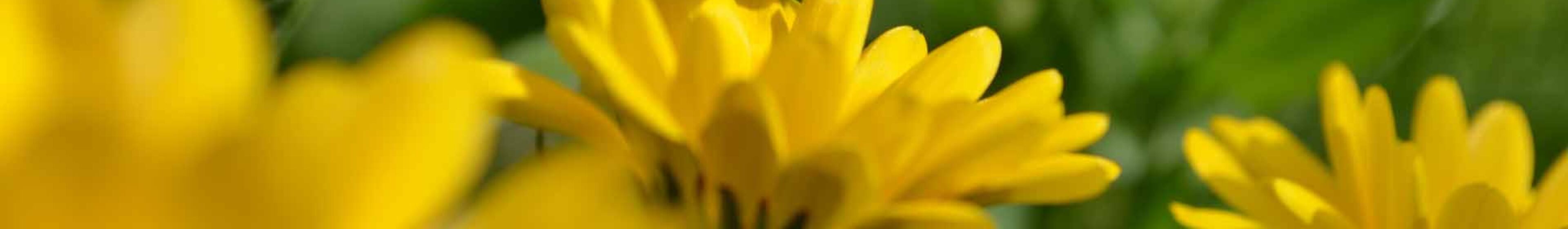 Header_gelbe_Blume_Geburtstag_Bild_2von2