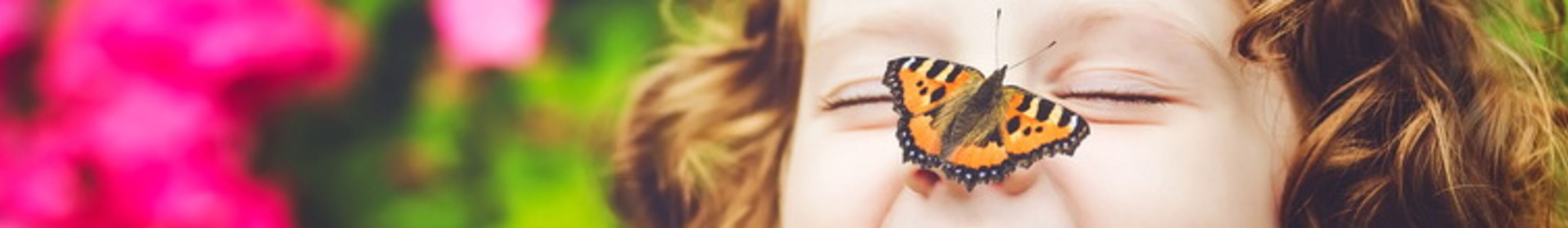 kopfbild_schmetterling