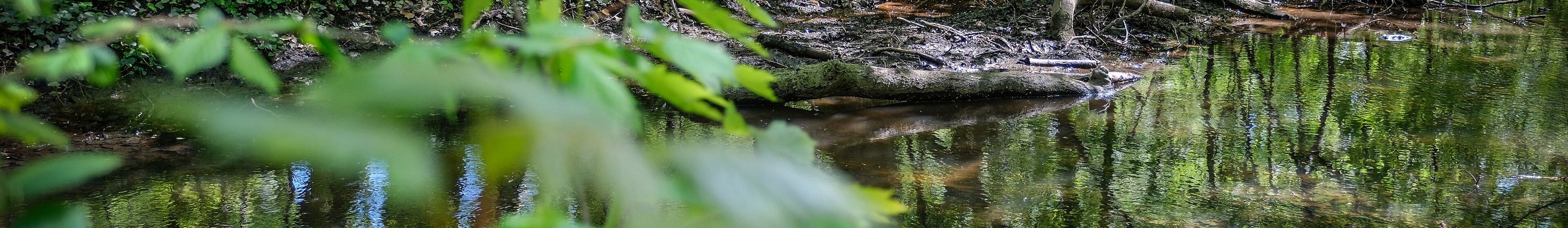 Klosterwald Blick auf den Bach