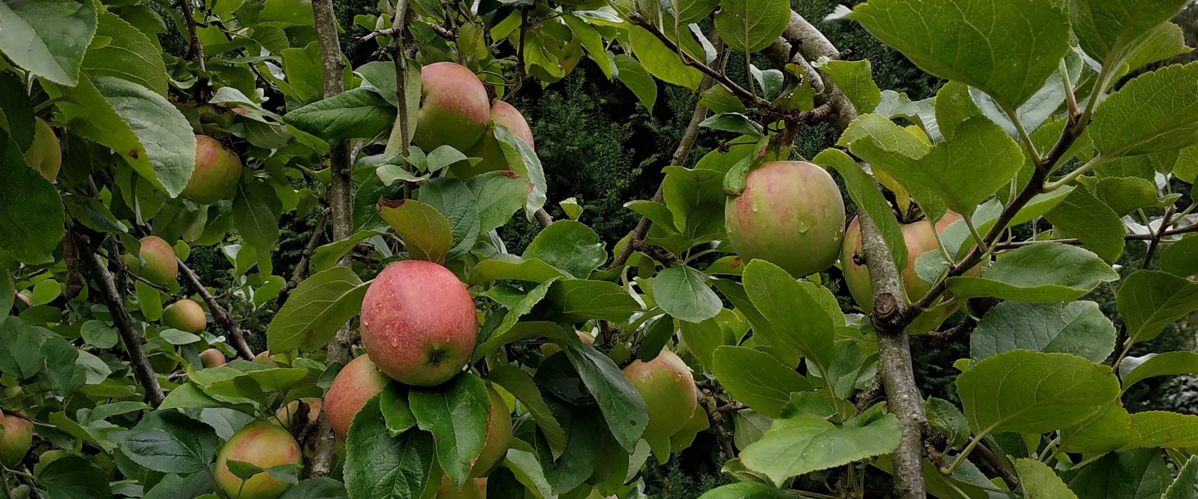 Apfelbaum