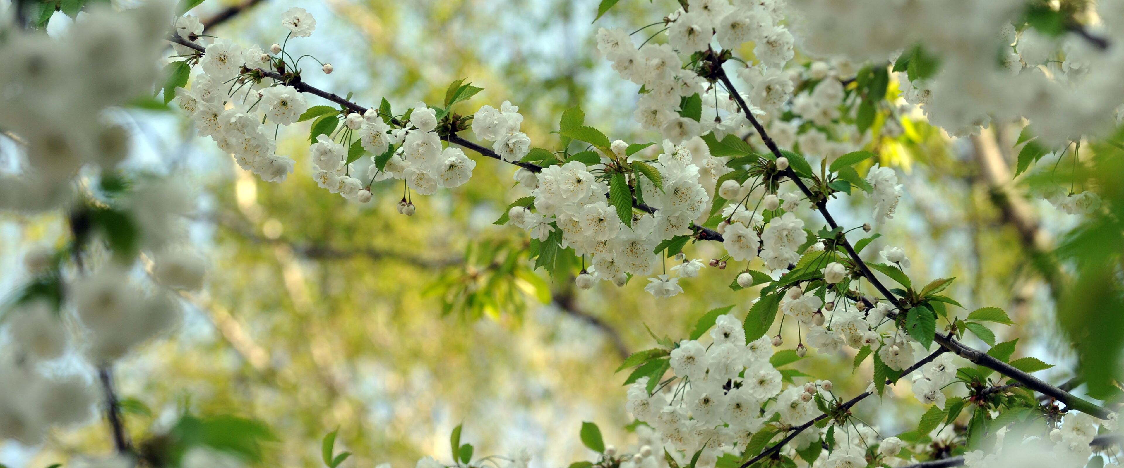 Silderbild_Kirschbluetenten_V1