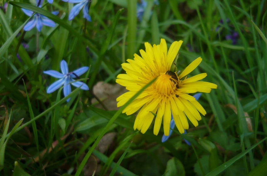 Scilla und Löwenzahn