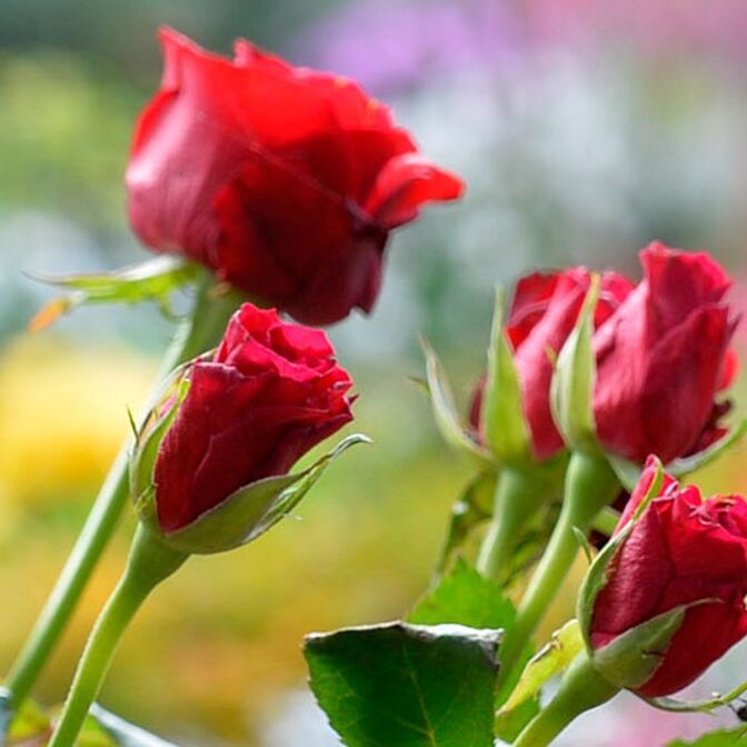 Header_Friedhof_Bild_1von1